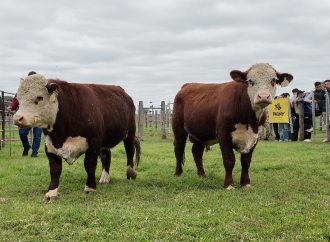 Arrancó la 9ª Prueba Hereford en el Campus de la UCC, para elegir el mejor Toro de la Raza Centro Oeste
