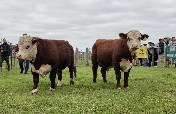 Arrancó la 9ª Prueba Hereford en el Campus de la UCC, para elegir el mejor Toro de la Raza Centro Oeste