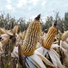 BCCBA: Con cosecha récord y precios firmes, el maíz argentino desafía la presión del mercado y apunta fuerte a la exportación