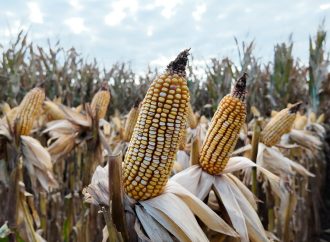 BCCBA: Con cosecha récord y precios firmes, el maíz argentino desafía la presión del mercado y apunta fuerte a la exportación