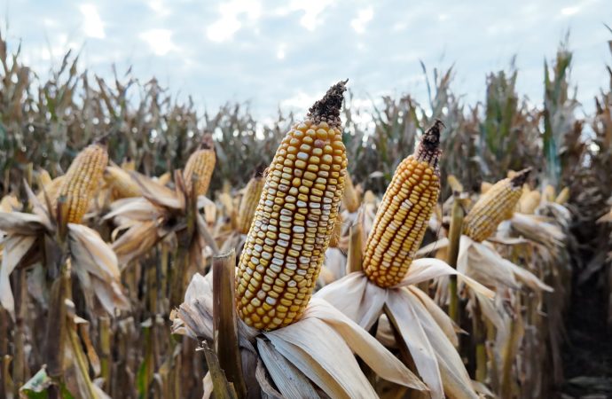 BCCBA: Con cosecha récord y precios firmes, el maíz argentino desafía la presión del mercado y apunta fuerte a la exportación