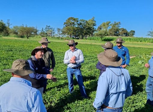 El modelo argentino del maní: Por qué el mundo mira a Córdoba para alcanzar la excelencia agroindustrial