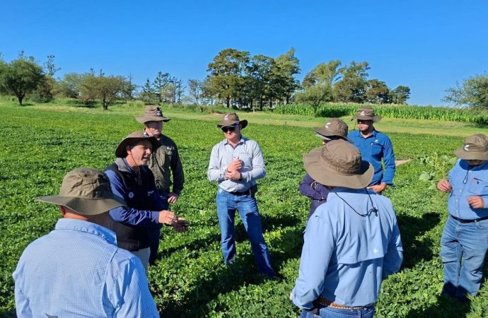 El modelo argentino del maní: Por qué el mundo mira a Córdoba para alcanzar la excelencia agroindustrial