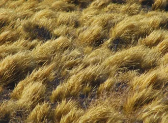 Redefinen el mapa mundial de los pastizales: ocupan menos superficie pero guardan un 68% más de carbono