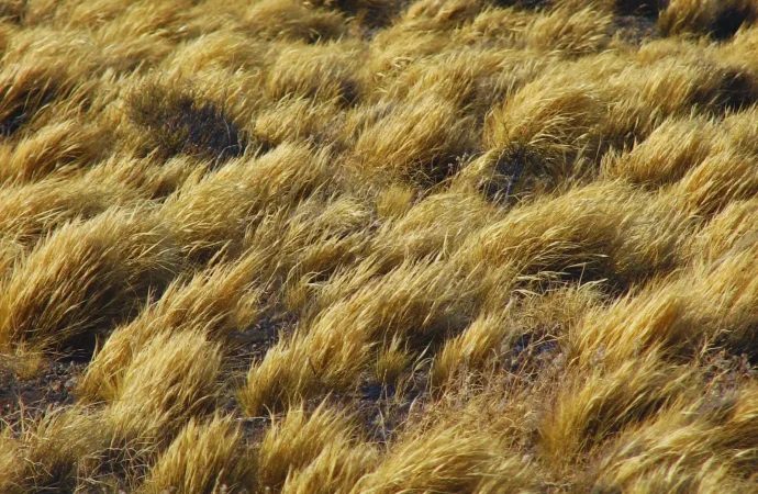 Redefinen el mapa mundial de los pastizales: ocupan menos superficie pero guardan un 68% más de carbono