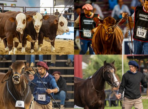 Llegan las NACIONALES 2026: Corrientes se convierte en el epicentro mundial de la genética y los negocios ganaderos