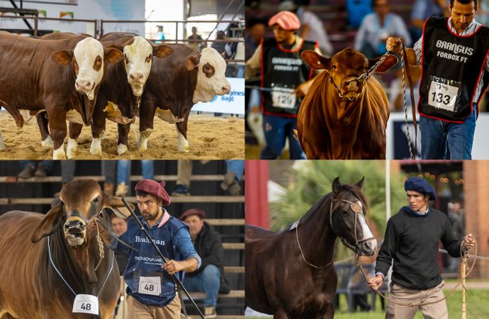 Llegan las NACIONALES 2026: Corrientes se convierte en el epicentro mundial de la genética y los negocios ganaderos