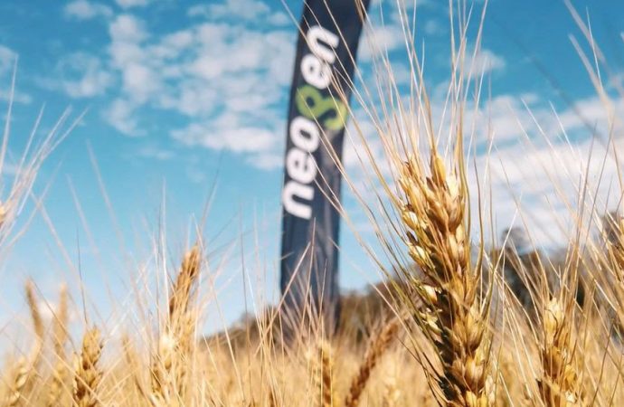 Trigo 2026: entre el optimismo productivo y el desafío de la rentabilidad