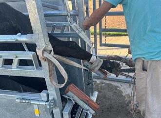 Sin buenas patas no hay leche: la salud podal se consolida como eje clave para la productividad tambera