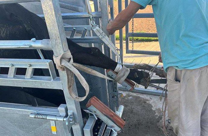 Sin buenas patas no hay leche: la salud podal se consolida como eje clave para la productividad tambera
