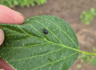 Picudo de la soja: claves y estrategias para enfrentar a la «plaga caminante» que preocupa en Río Primero