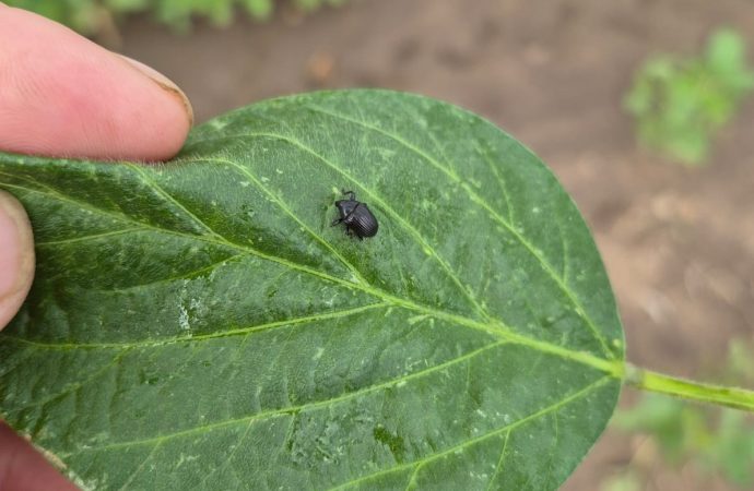 Picudo de la soja: claves y estrategias para enfrentar a la «plaga caminante» que preocupa en Río Primero