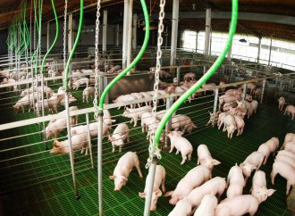 Salto histórico: la producción porcina argentina creció un 15,7% en el primer trimestre de 2026