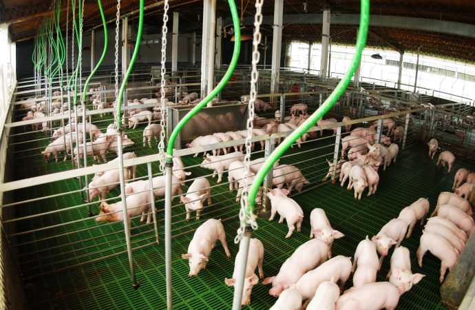 Salto histórico: la producción porcina argentina creció un 15,7% en el primer trimestre de 2026