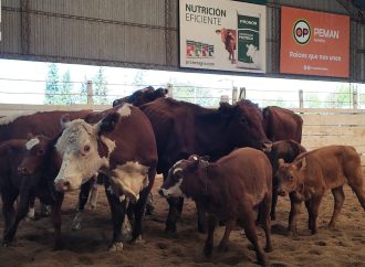 Consignaciones Córdoba anuncia 700 cabezas para este lunes 6 de abril en la Rural de Jesús María