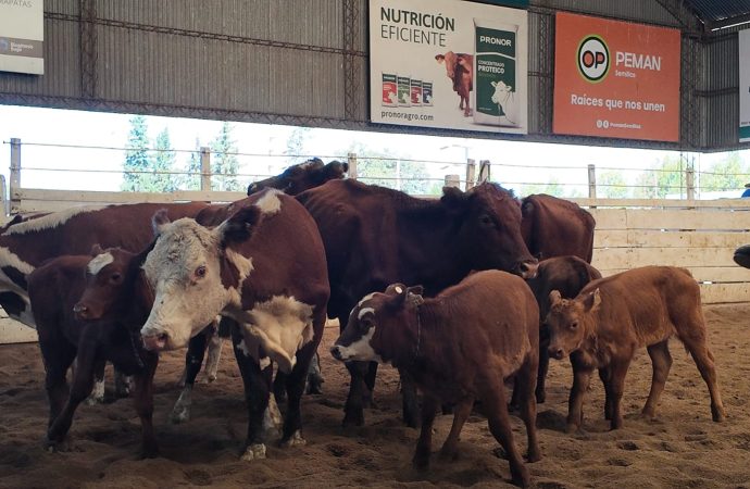 Consignaciones Córdoba anuncia 700 cabezas para este lunes 6 de abril en la Rural de Jesús María
