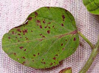 Cercospora y Septoria: La presión sanitaria que redefine el manejo de la soja en la campaña 2026