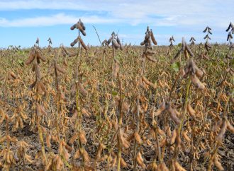 Rosario será el epicentro de la soja: innovación y mercados globales en la mira del Seminario ACSOJA 2026