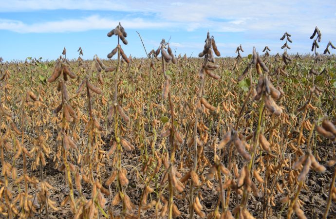 Rosario será el epicentro de la soja: innovación y mercados globales en la mira del Seminario ACSOJA 2026