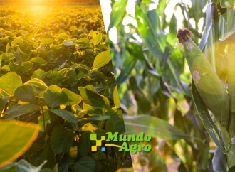 Mercados: El Clima en EE.UU. y la Volatilidad del Petróleo Marcan el Rumbo de los Granos