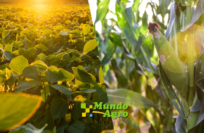 Mercados: El Clima en EE.UU. y la Volatilidad del Petróleo Marcan el Rumbo de los Granos