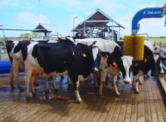 INTA Rafaela y un sistema consolidado: cómo la robótica triplica la productividad en los tambos argentinos