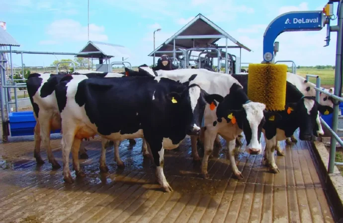 INTA Rafaela y un sistema consolidado: cómo la robótica triplica la productividad en los tambos argentinos