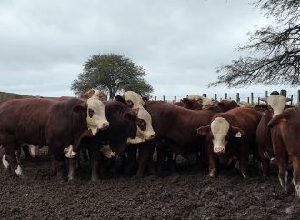 El mercado ganadero busca un nuevo equilibrio tras alcanzar máximos históricos