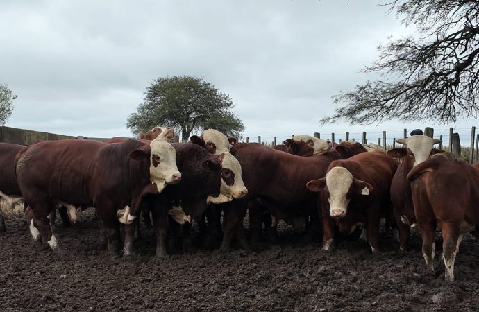 El mercado ganadero busca un nuevo equilibrio tras alcanzar máximos históricos