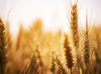 El trigo vuela en Chicago y el maíz dinamiza los negocios en el mercado local