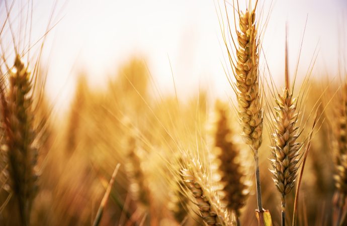 El trigo vuela en Chicago y el maíz dinamiza los negocios en el mercado local