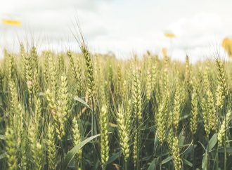 Nidera lanza la campaña de trigo 2026: el desafío de producir con decisiones más inteligentes