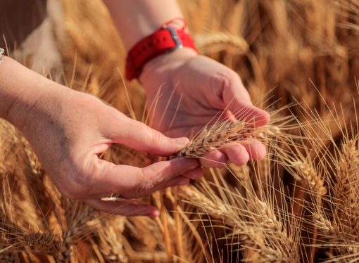 Escenario agrícola 2026: entre el alza de costos y la apuesta tecnológica para proteger los rendimientos