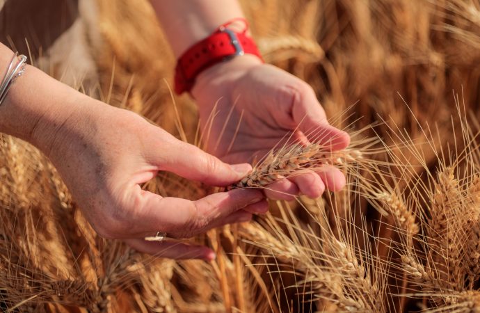 Escenario agrícola 2026: entre el alza de costos y la apuesta tecnológica para proteger los rendimientos