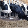 Genética estratégica y «Beef on Dairy»: las claves para transformar la rentabilidad del tambo moderno
