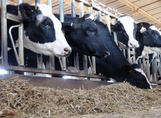 Genética estratégica y «Beef on Dairy»: las claves para transformar la rentabilidad del tambo moderno