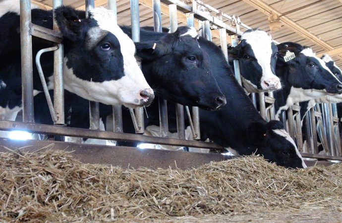 Genética estratégica y «Beef on Dairy»: las claves para transformar la rentabilidad del tambo moderno