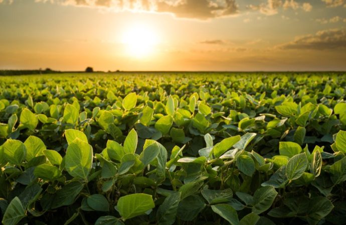 Mercados en Tensión: La Soja se Fortalece a Nivel Local mientras Chicago Espera Definiciones Globales