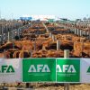 Agroactiva 2026: El gran salto de la ganadería argentina y el hito histórico de la lechería