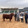 Ingresó el Primero Toro en la Expo Angus de Otoño: se espera récord de animales y genética de punta en Palermo