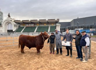 Ingresó el Primero Toro en la Expo Angus de Otoño: se espera récord de animales y genética de punta en Palermo