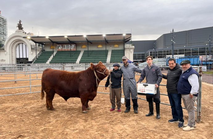 Ingresó el Primero Toro en la Expo Angus de Otoño: se espera récord de animales y genética de punta en Palermo