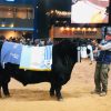 Excelencia Genética en la Pista: «La Juanita» y «Santa Rosa» se consagraron en la Expo Otoño