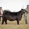 Argentina y Kazajistán sellan una alianza estratégica para potenciar la genética bovina y el comercio ganadero en raza Angus