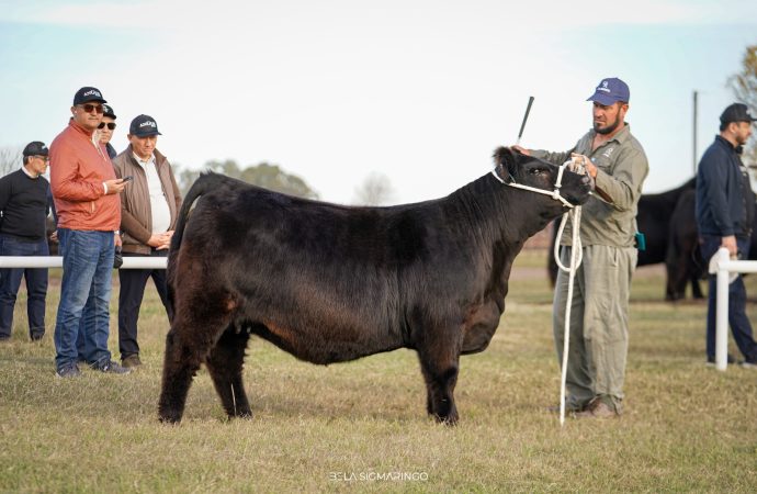 Argentina y Kazajistán sellan una alianza estratégica para potenciar la genética bovina y el comercio ganadero en raza Angus