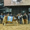 Formosa domina la 24° Exposición Nacional Brahman en el inicio de Las Nacionales 2026