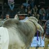 Formosa domina la 24° Exposición Nacional Brahman en el inicio de Las Nacionales 2026