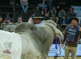 Formosa domina la 24° Exposición Nacional Brahman en el inicio de Las Nacionales 2026