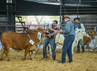 Formosa domina la 24° Exposición Nacional Brahman en el inicio de Las Nacionales 2026