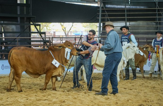 Formosa domina la 24° Exposición Nacional Brahman en el inicio de Las Nacionales 2026